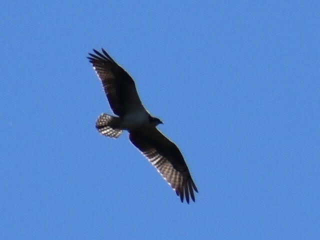 Osprey - ML643676683