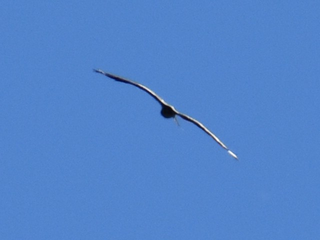 Osprey - ML643676685