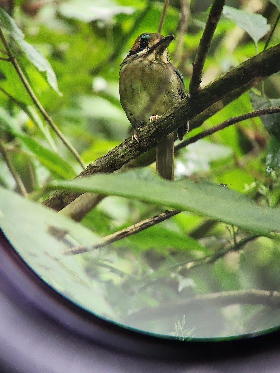 Tody Motmot - ML643676686