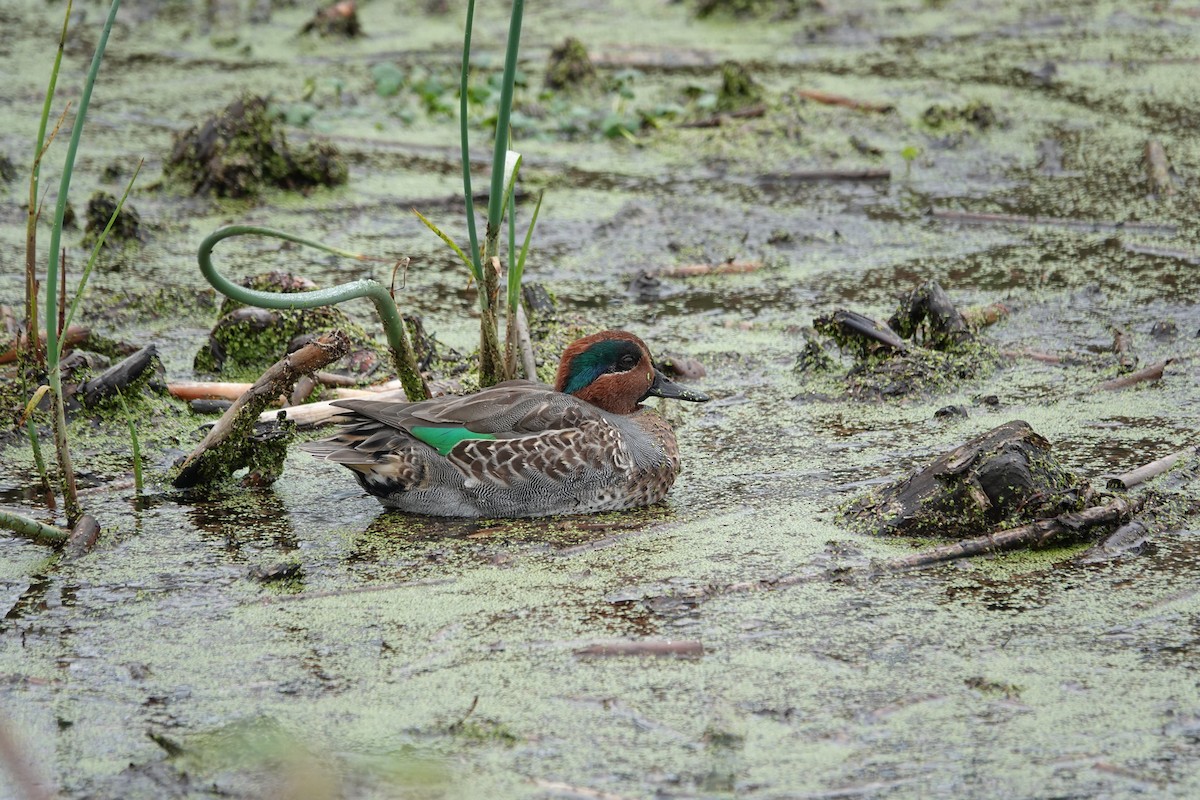 Green-winged Teal - ML643676696