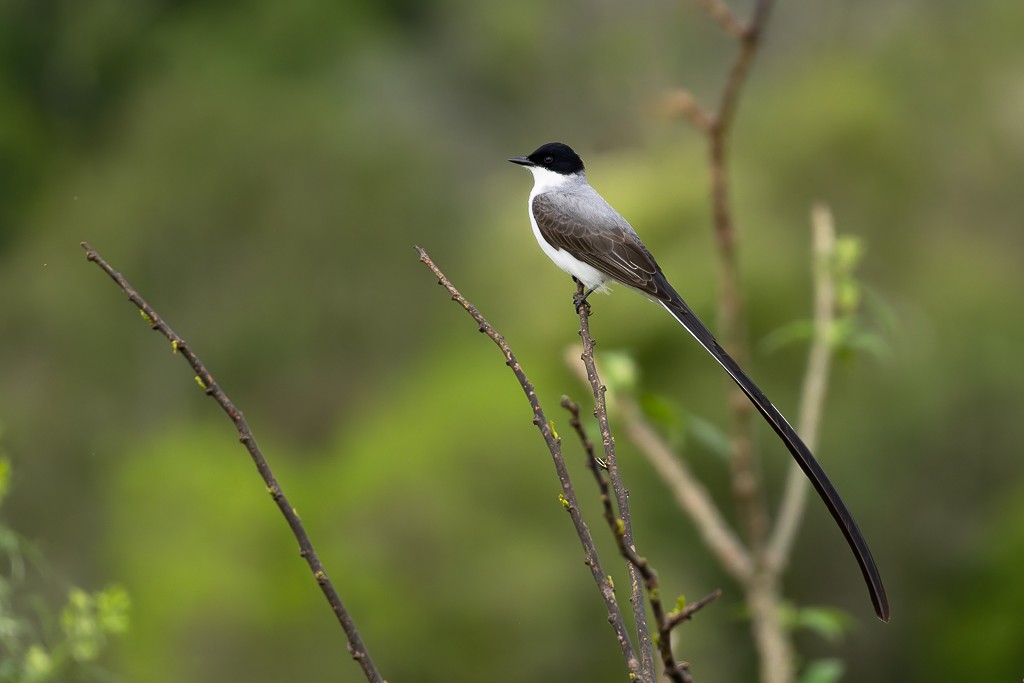 Fork-tailed Flycatcher - ML643676700
