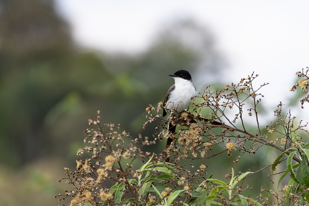 Fork-tailed Flycatcher - ML643676701