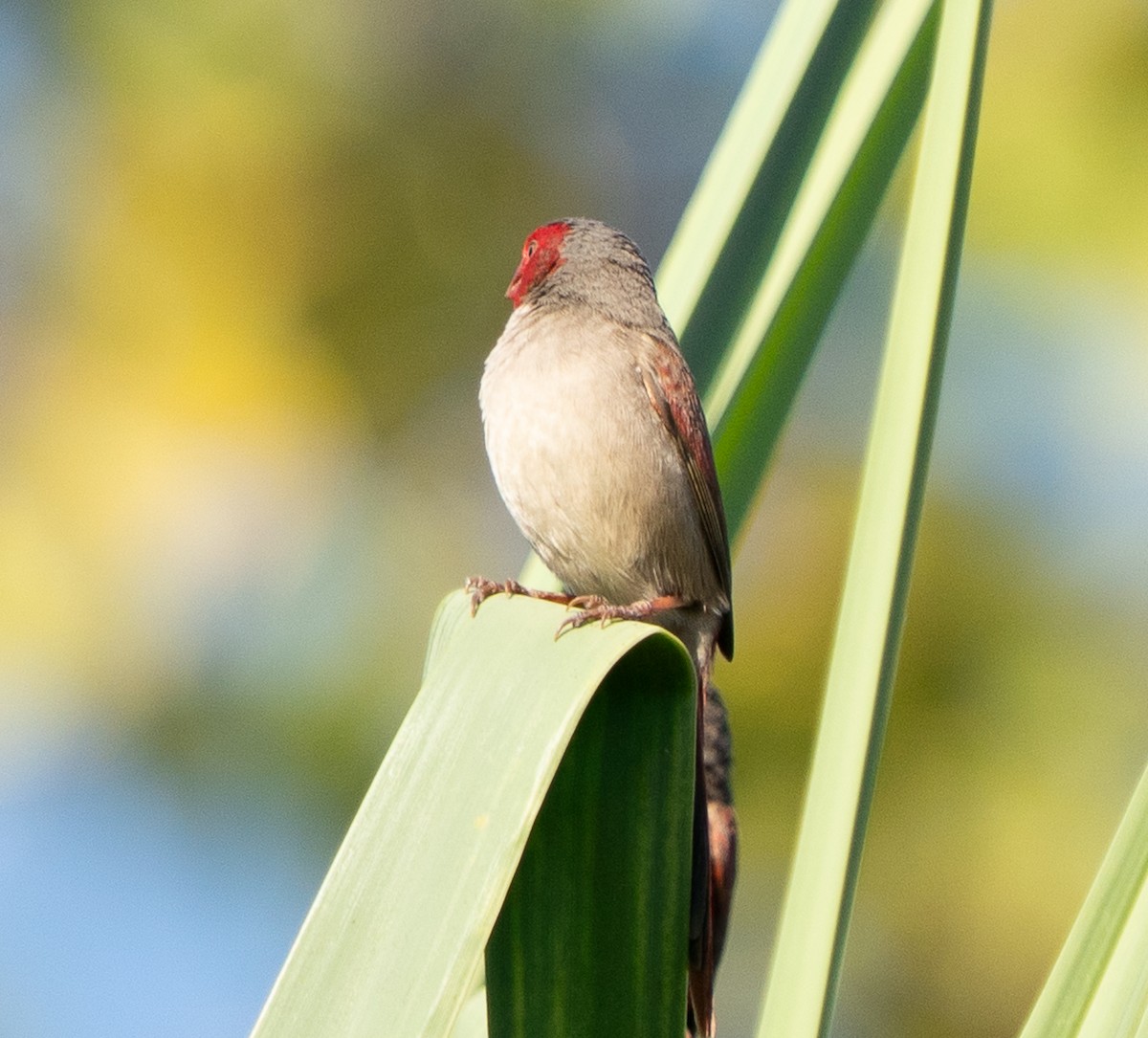 Crimson Finch - ML643676703