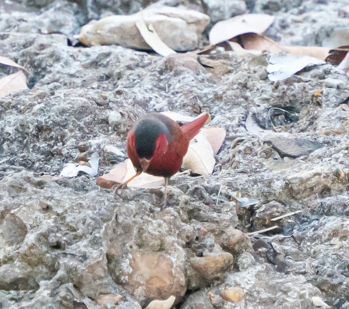 Crimson Finch - ML643676704