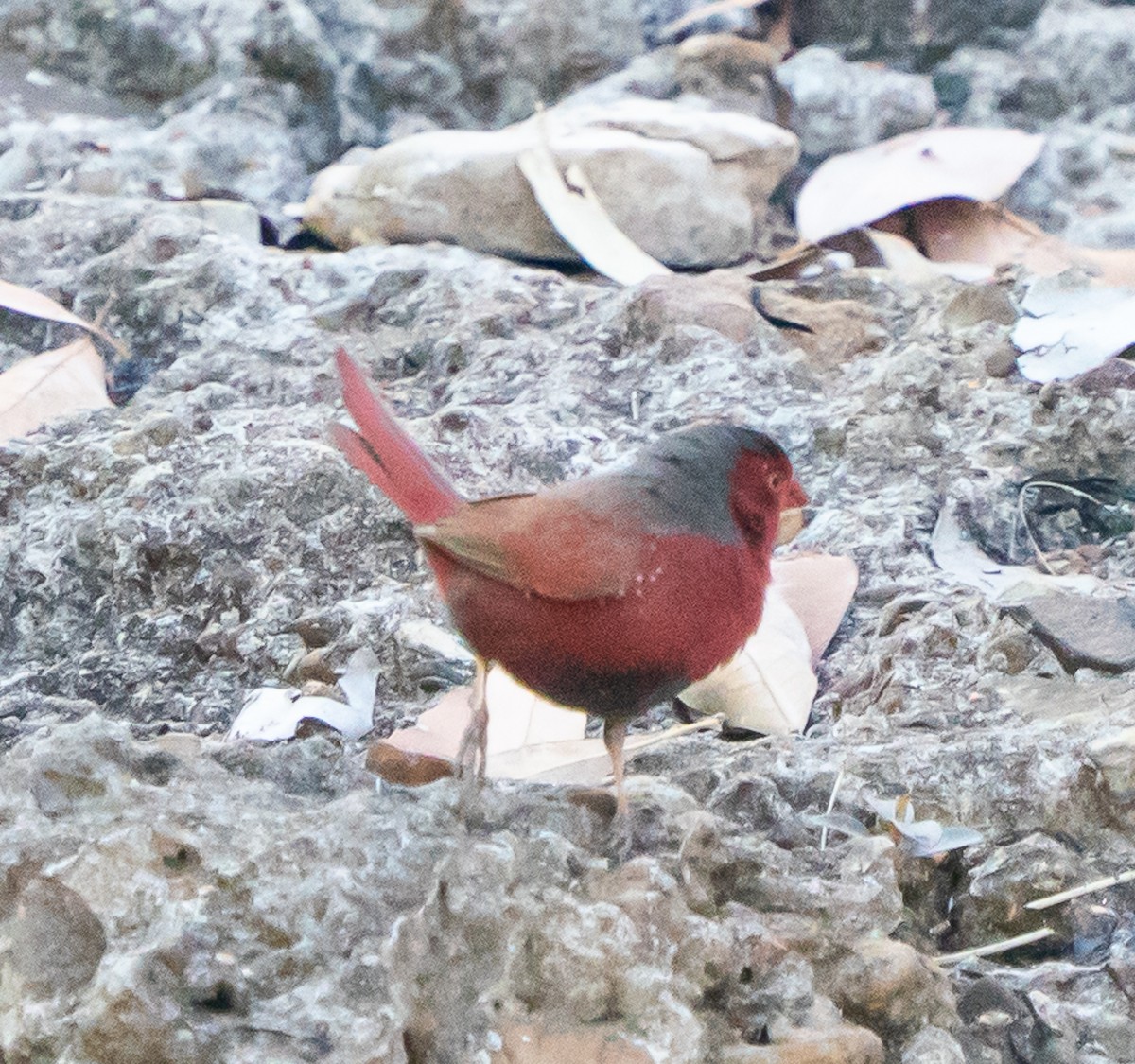 Crimson Finch - ML643676705