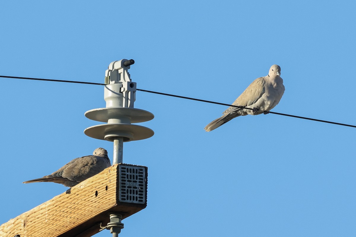Eurasian Collared-Dove - ML643676721