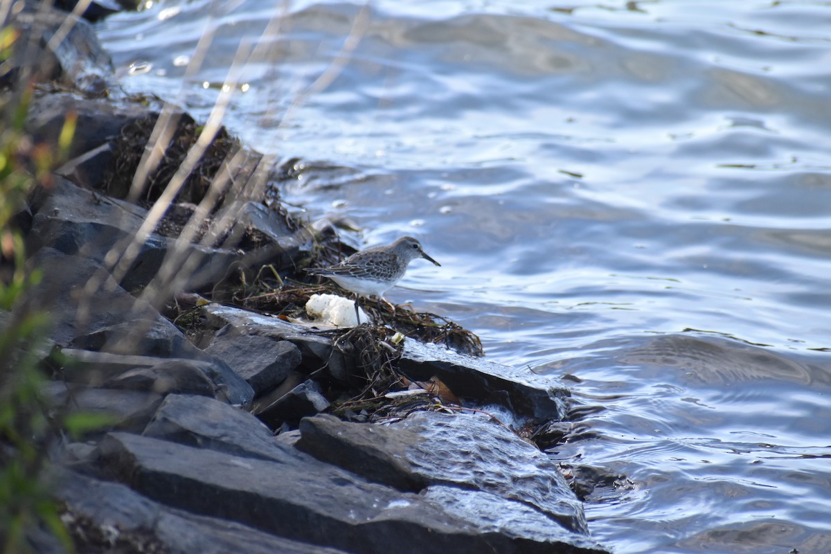 bonapartesnipe - ML643676723