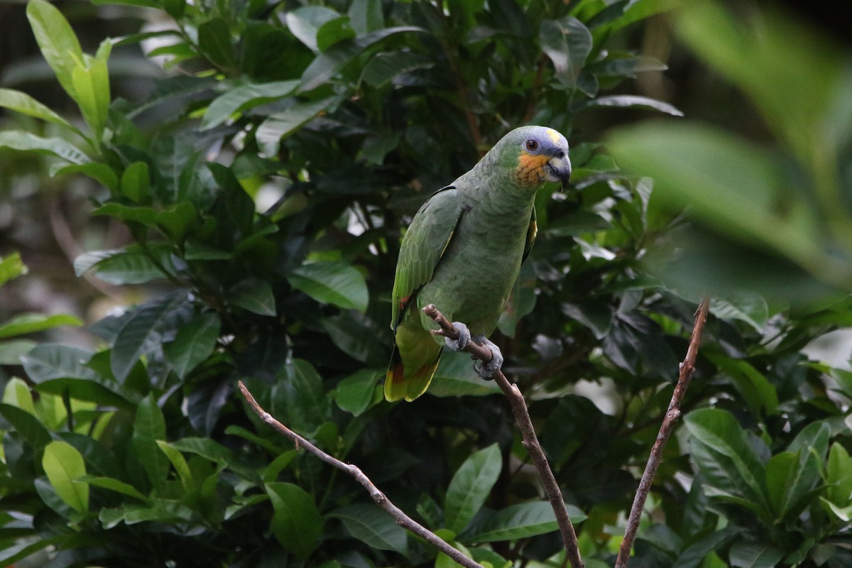 Orange-winged Amazon - ML643676733