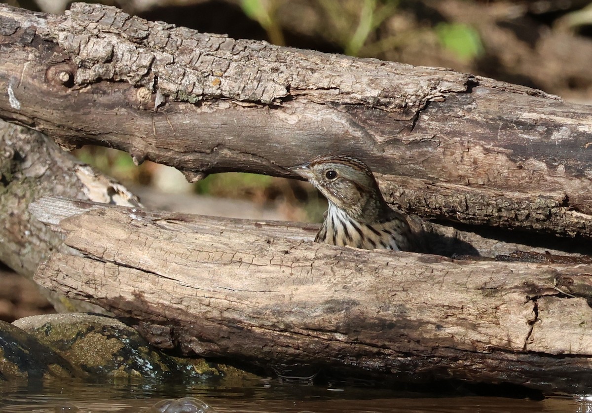 Lincoln's Sparrow - ML643676752