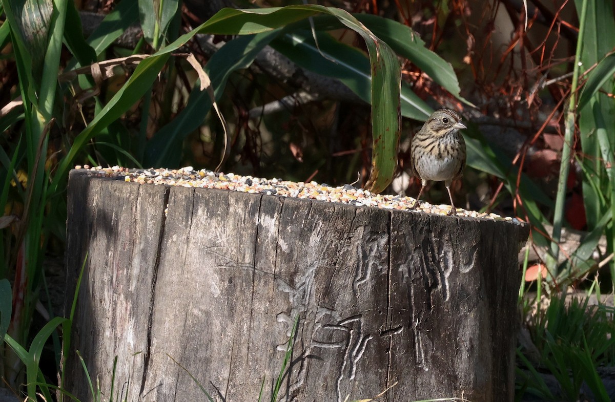 Lincoln's Sparrow - ML643676753