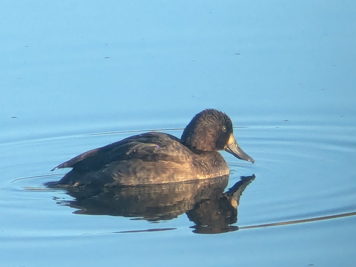 Petit Fuligule - ML643676783