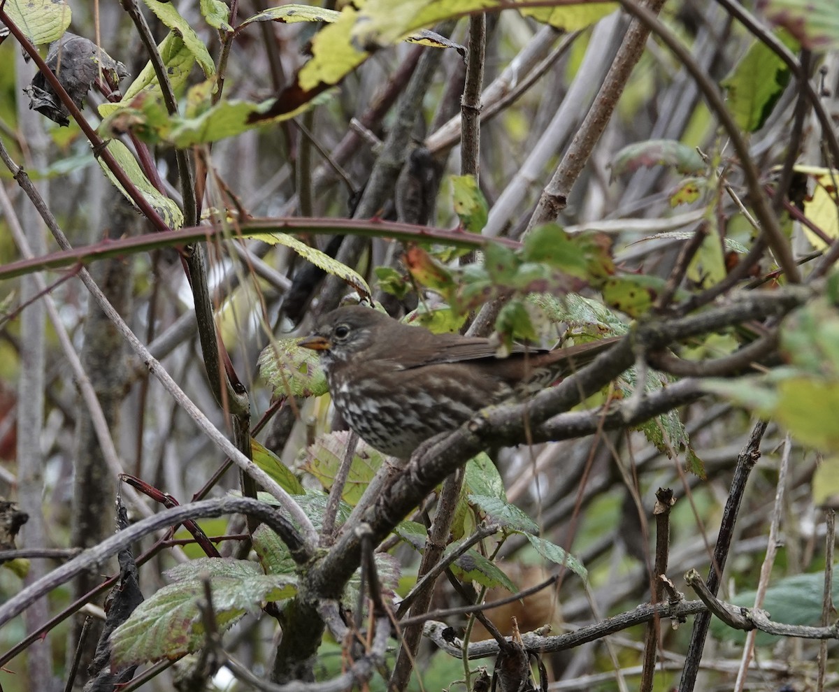Fox Sparrow - ML643676786
