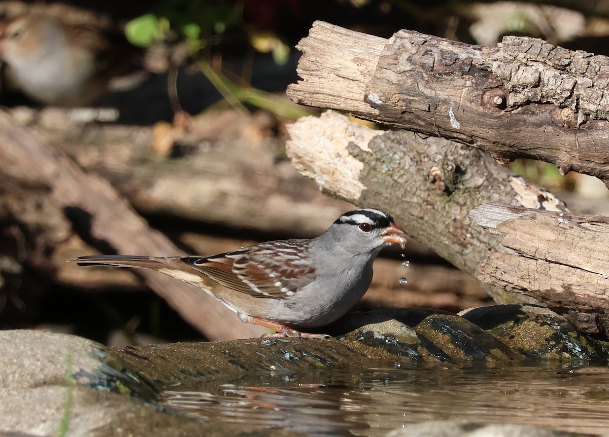 White-crowned Sparrow - ML643676792