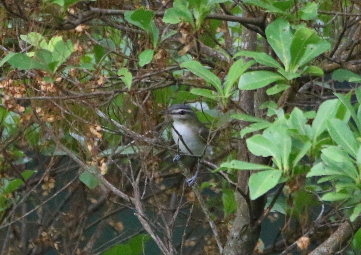 Vireo begigorria - ML643676803