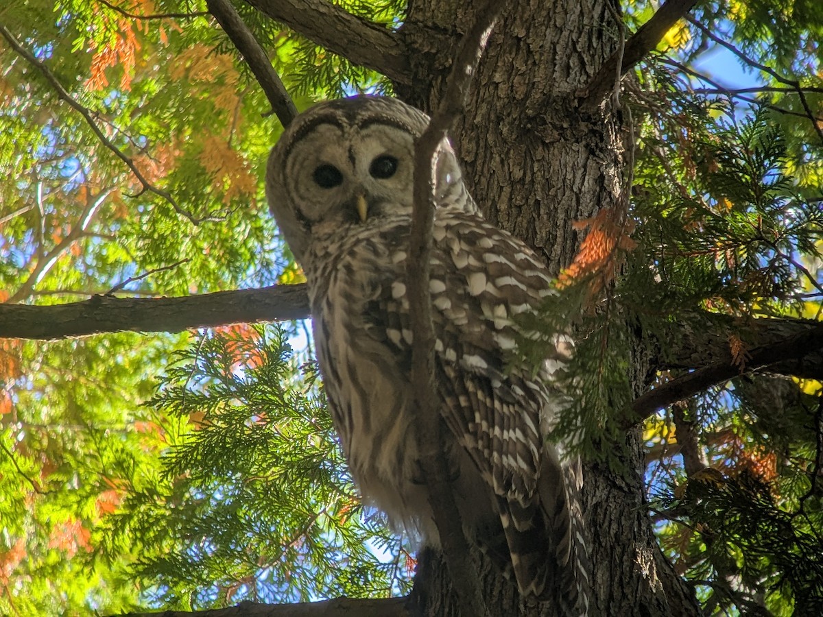 Barred Owl - ML643676817