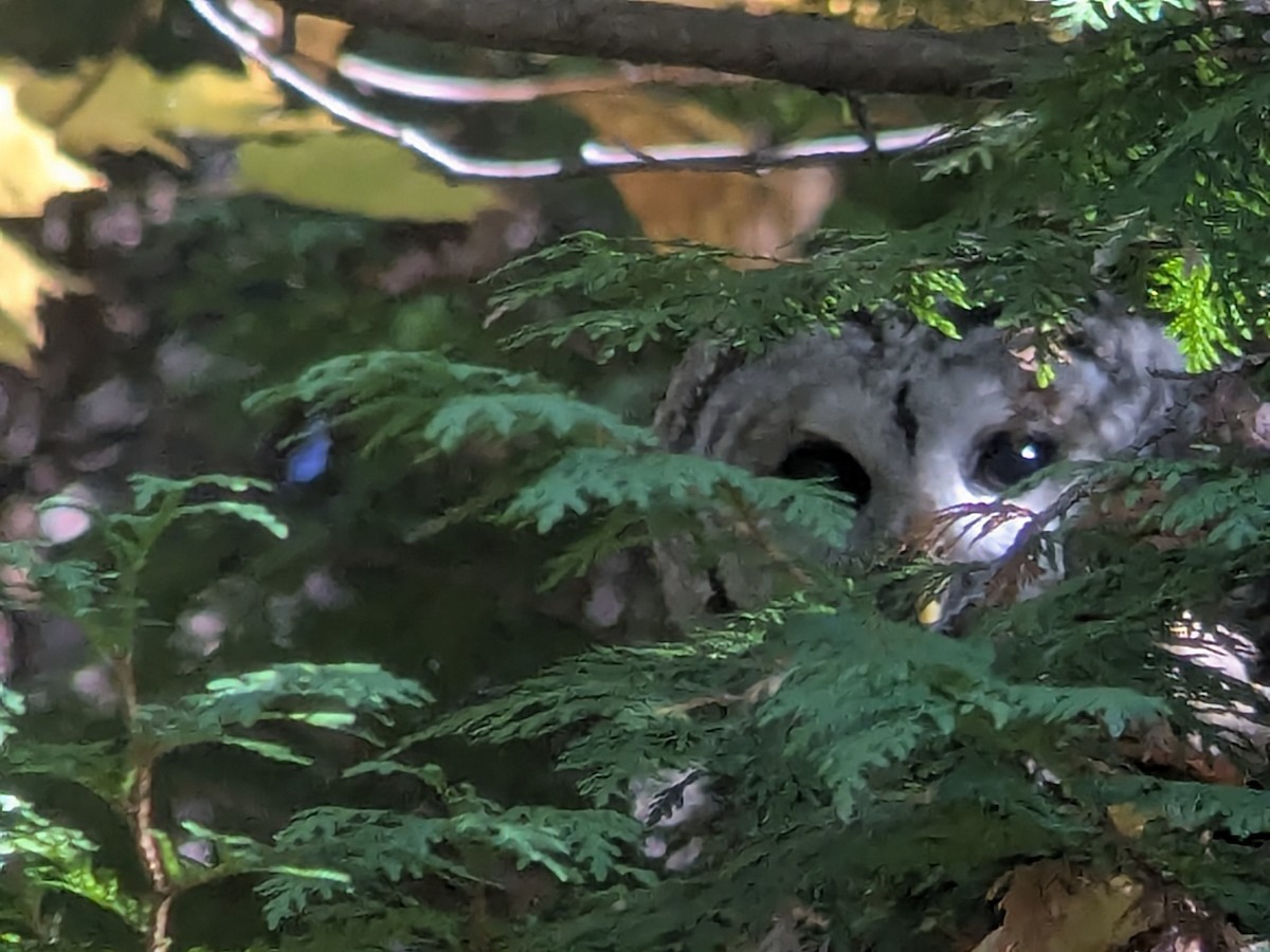 Barred Owl - ML643676819