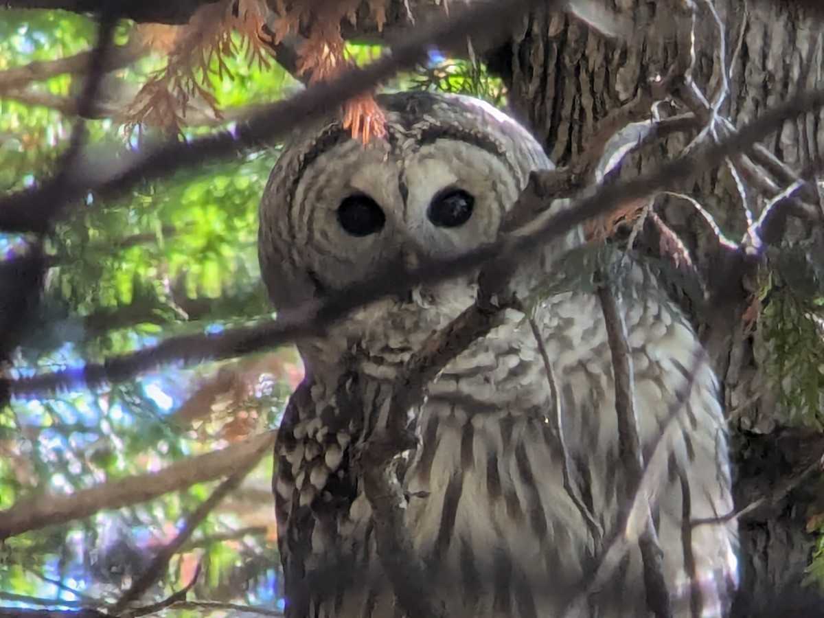 Barred Owl - ML643676820