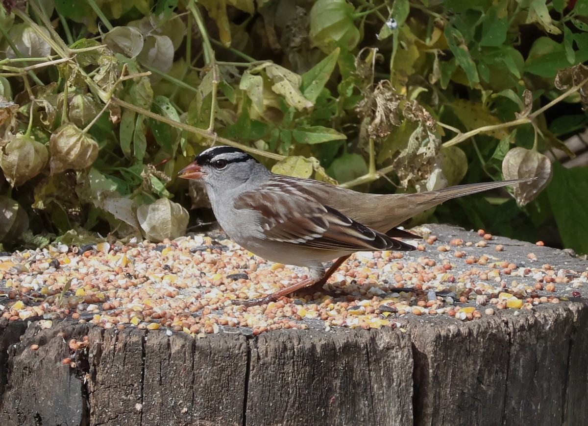 White-crowned Sparrow - ML643676842