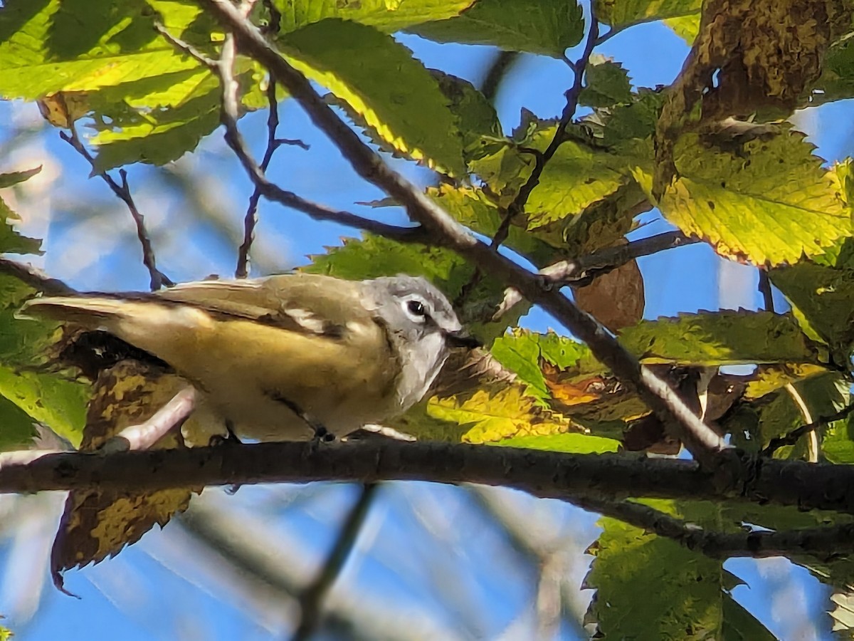 Blue-headed Vireo - ML643676847