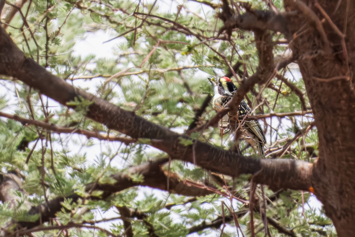 Barbudo Diademado - ML643676853