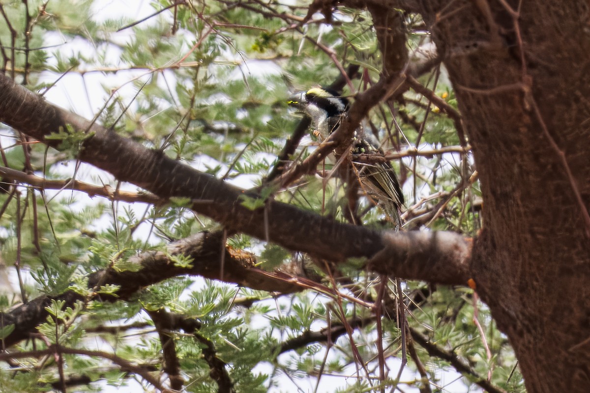 Barbudo Diademado - ML643676854