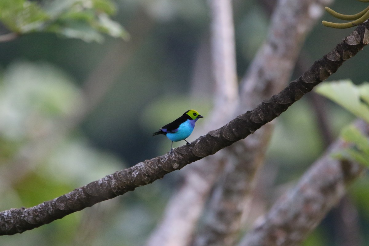 Paradise Tanager - ML643676861