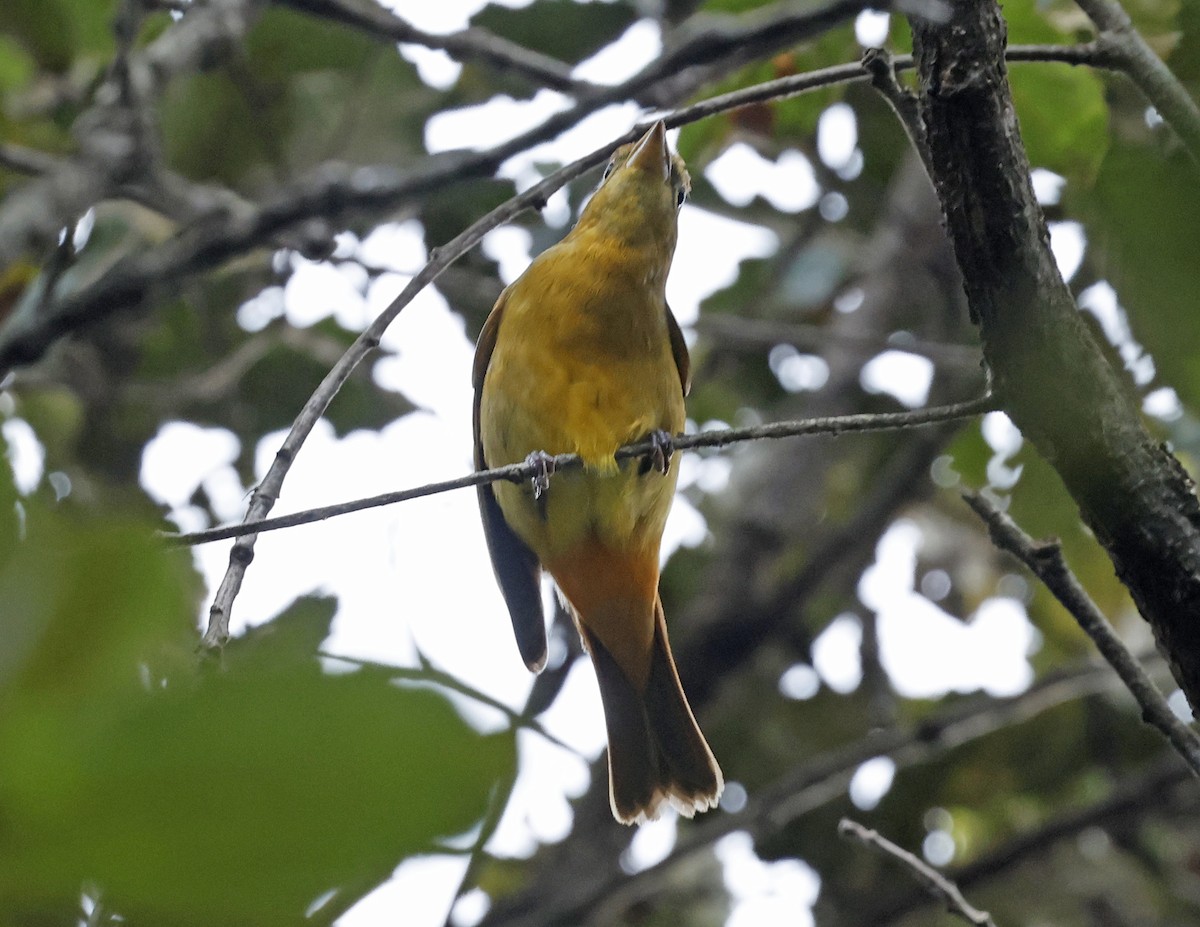 sommerpiranga - ML643676882