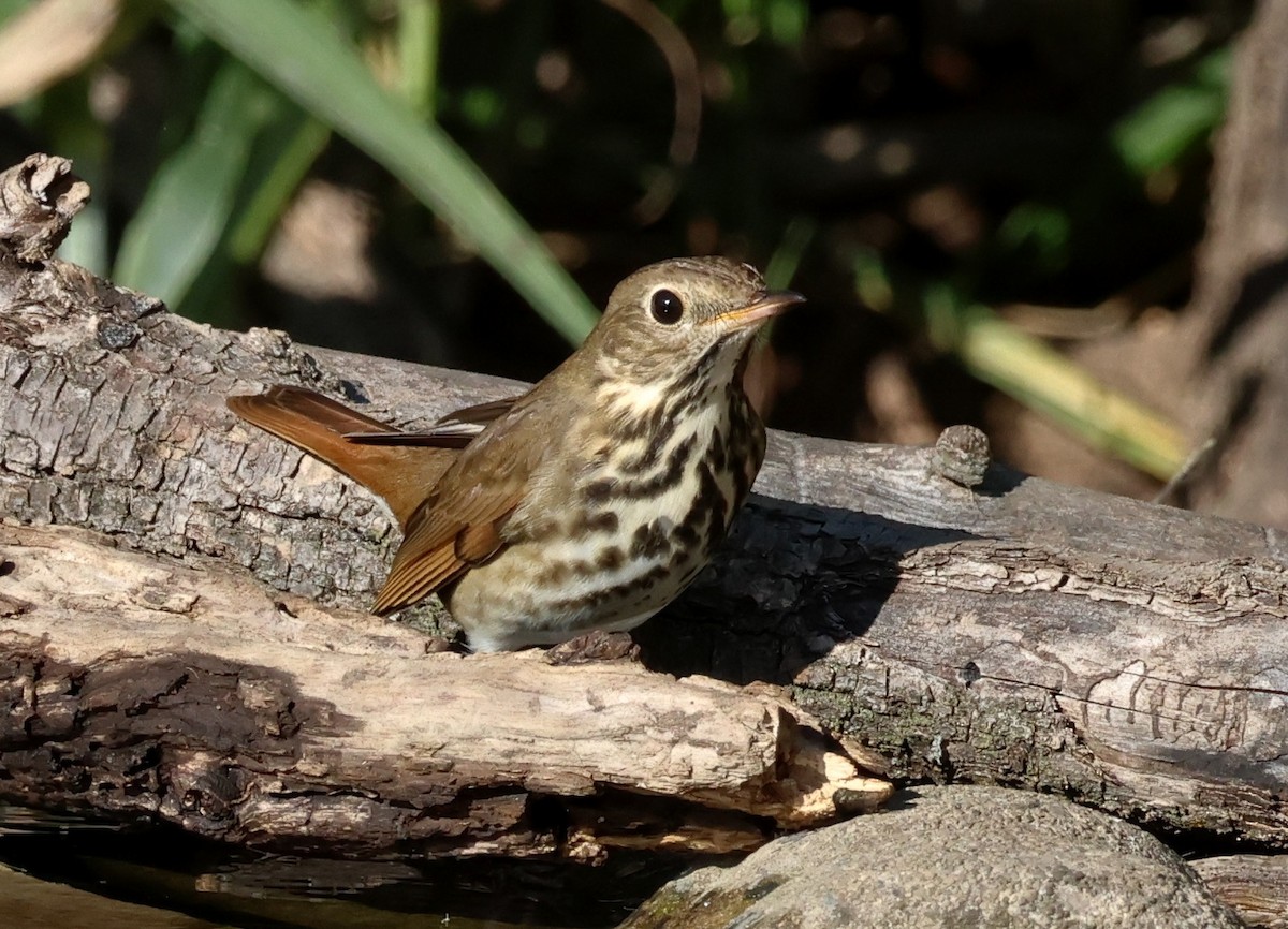Hermit Thrush - ML643676895