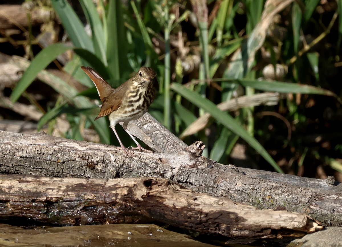 Hermit Thrush - ML643676896