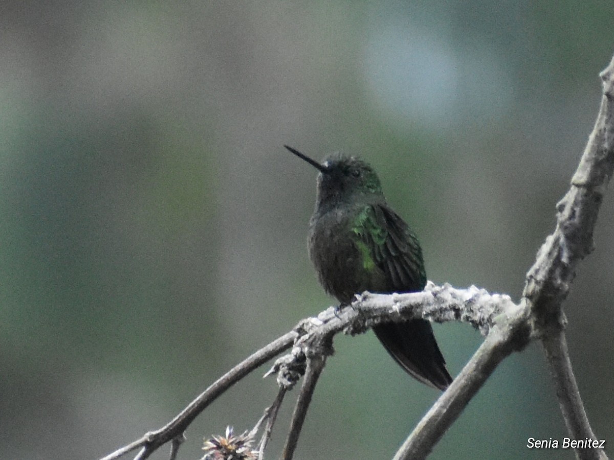 Glowing Puffleg - ML643676900