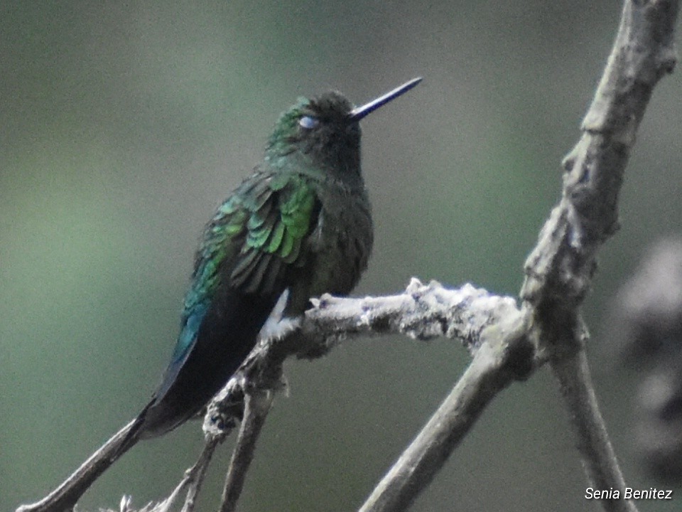 Glowing Puffleg - ML643676901
