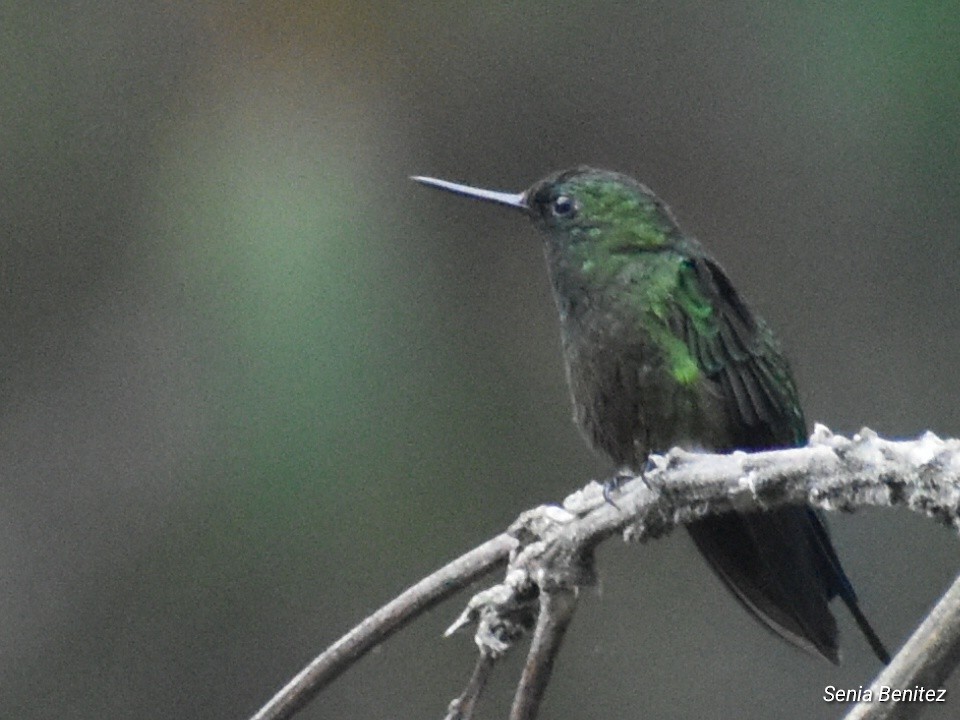 Glowing Puffleg - ML643676902