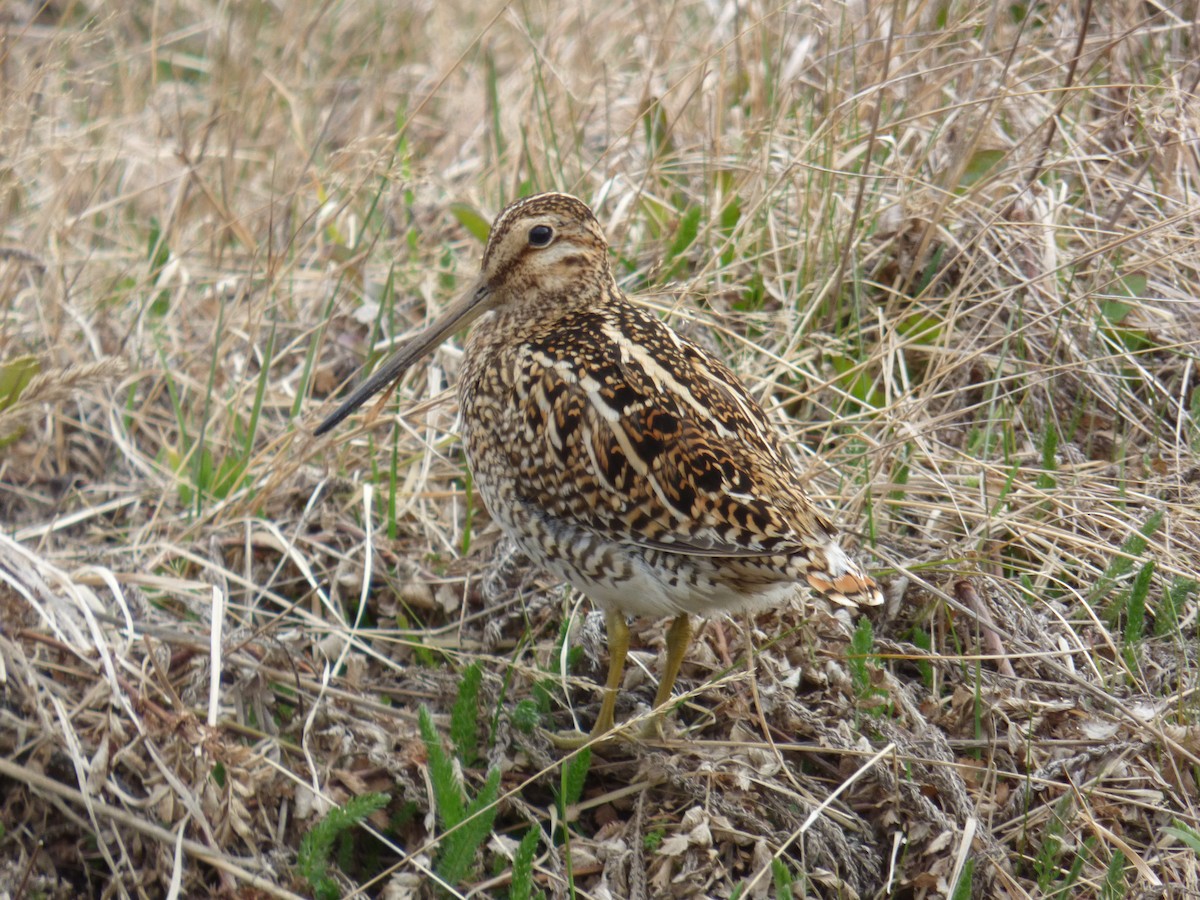 Magellanic Snipe - ML643676920