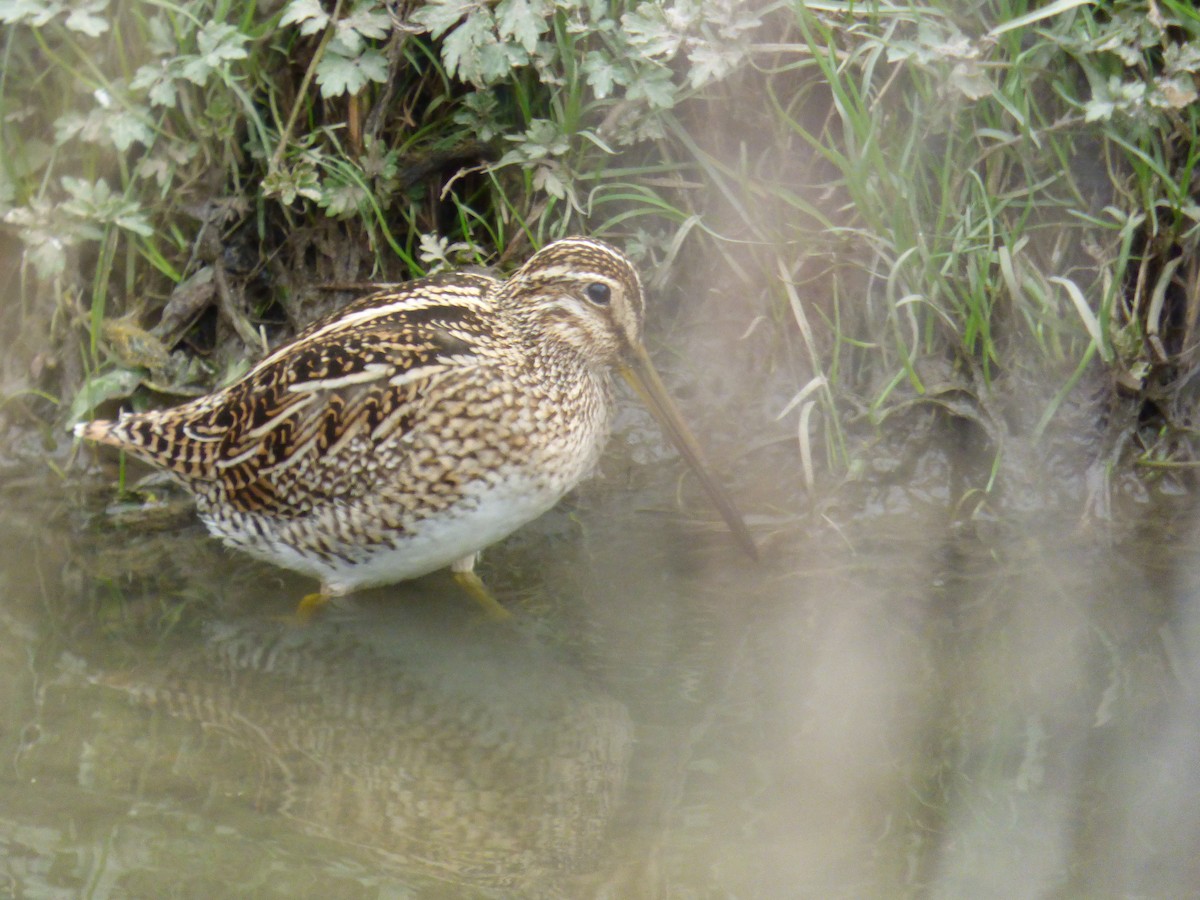 Magellanic Snipe - ML643676921