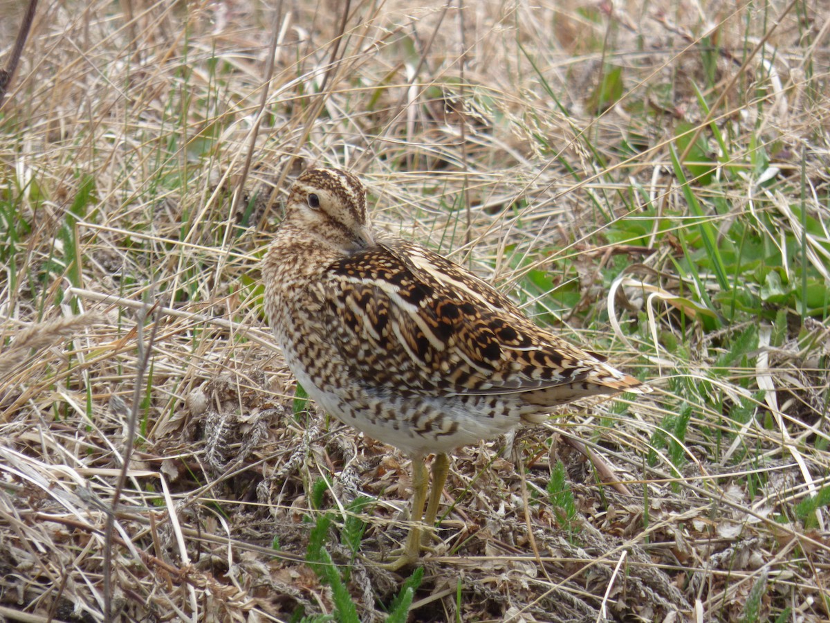 Magellanic Snipe - ML643676922