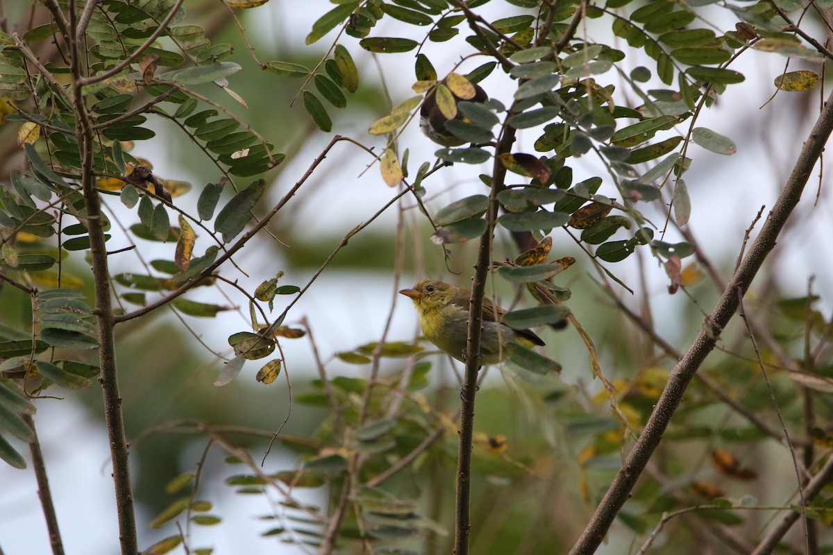 Yellow-backed Tanager - ML643676927