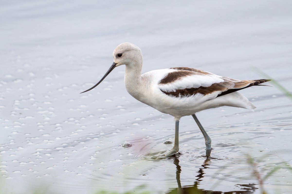 American Avocet - ML643676931