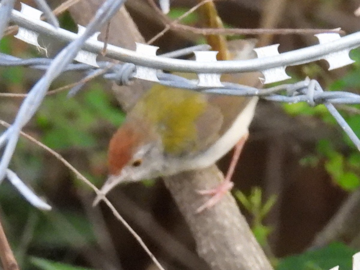 Common Tailorbird - ML643676958