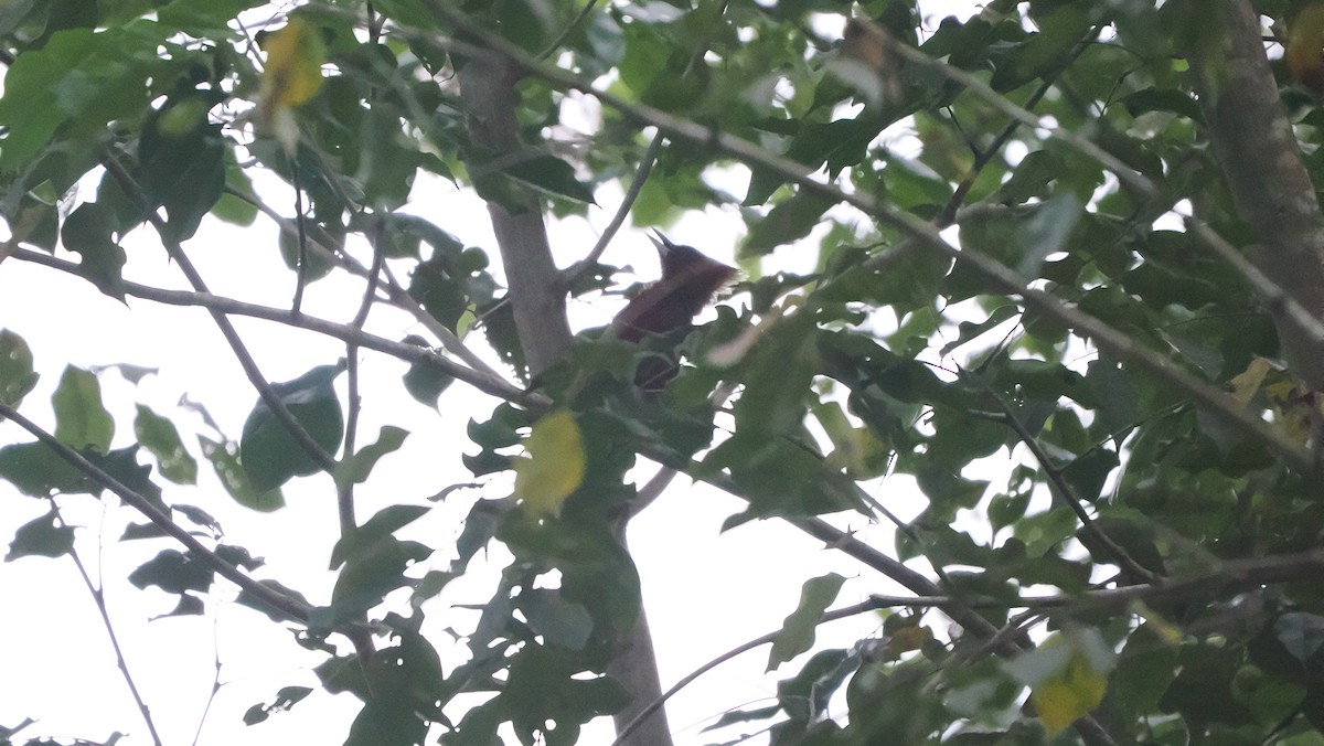 Mennigspecht - ML643676964