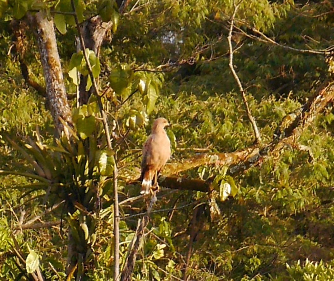 kanelvåk - ML643676967