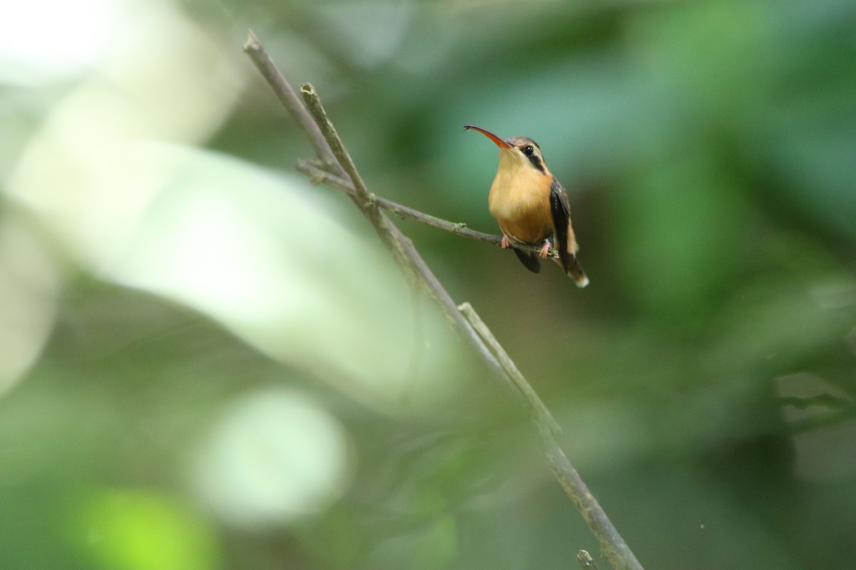 Rotschattenkolibri - ML643676983