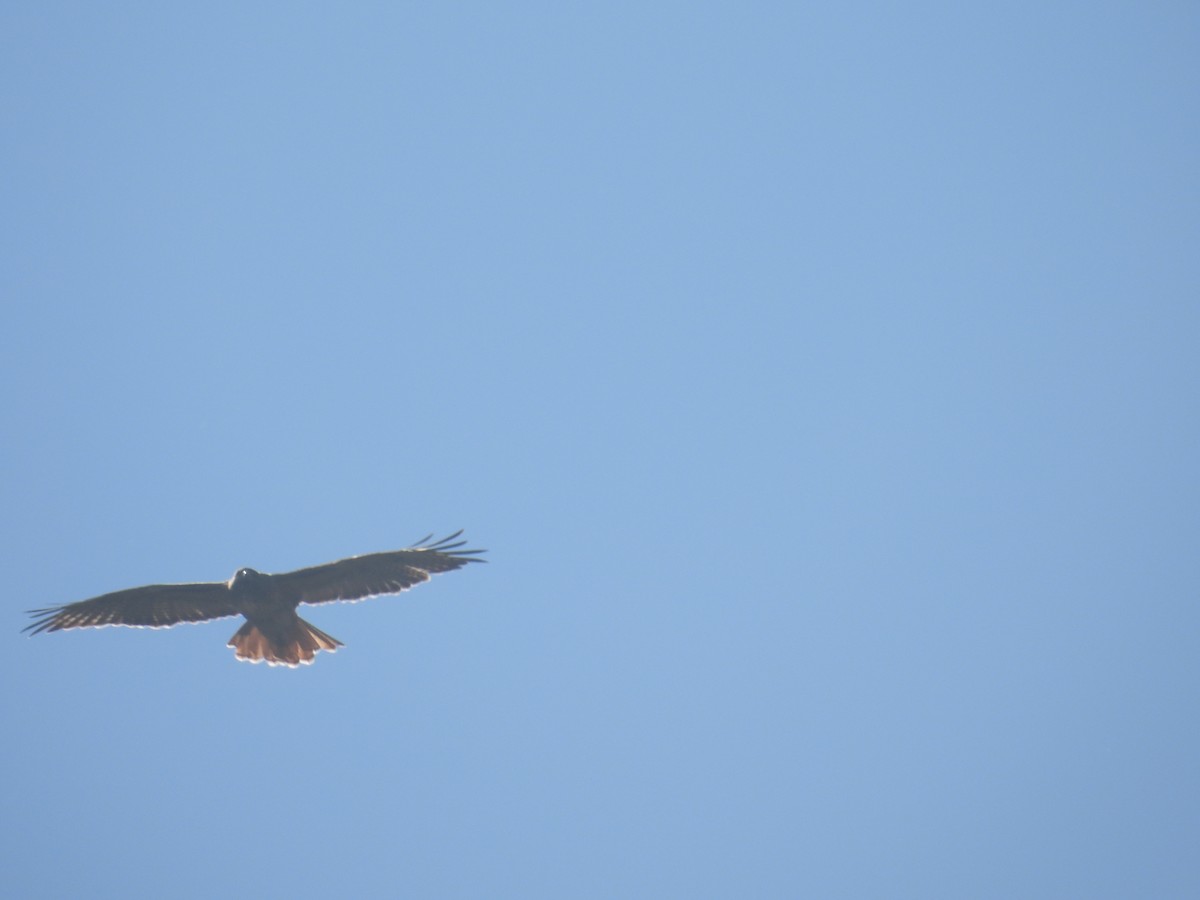 káně rudochvostá - ML643676994