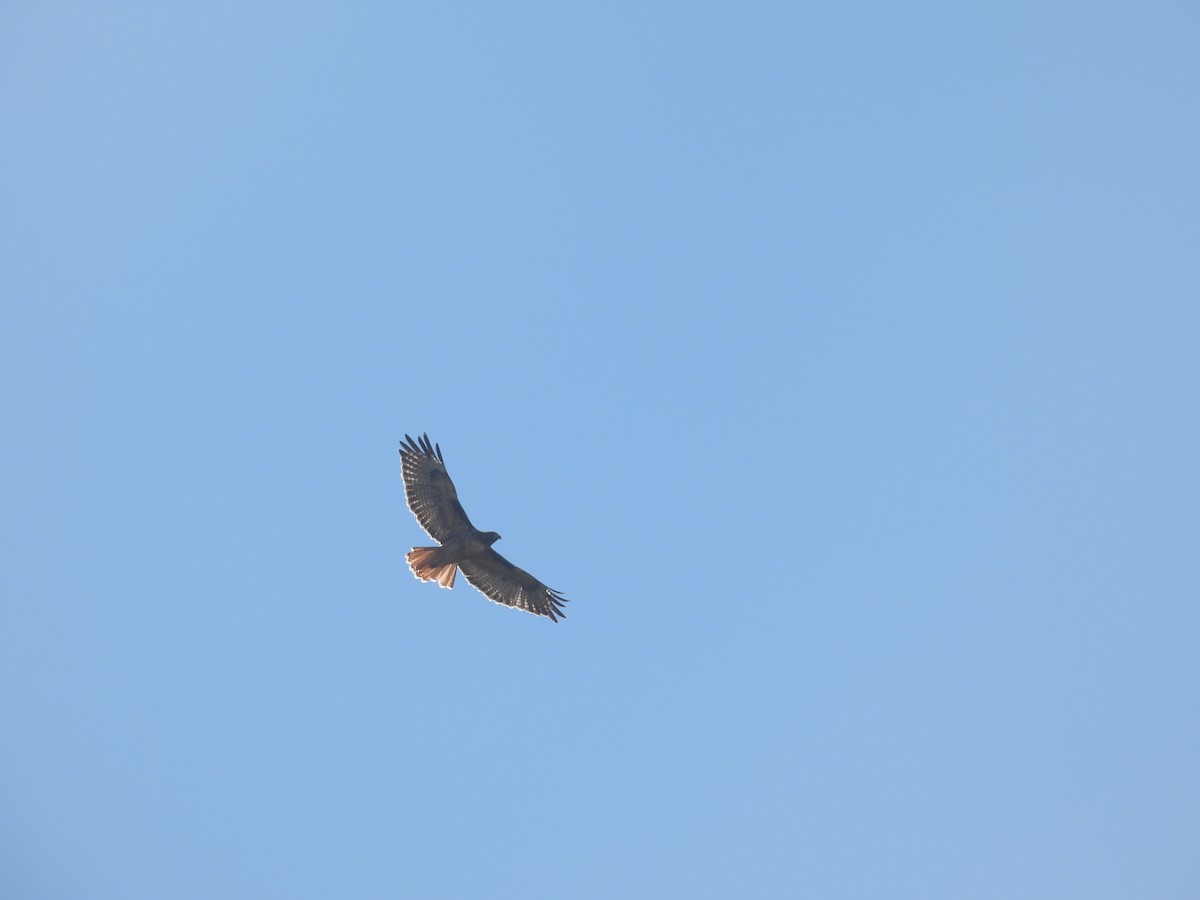 káně rudochvostá - ML643676995