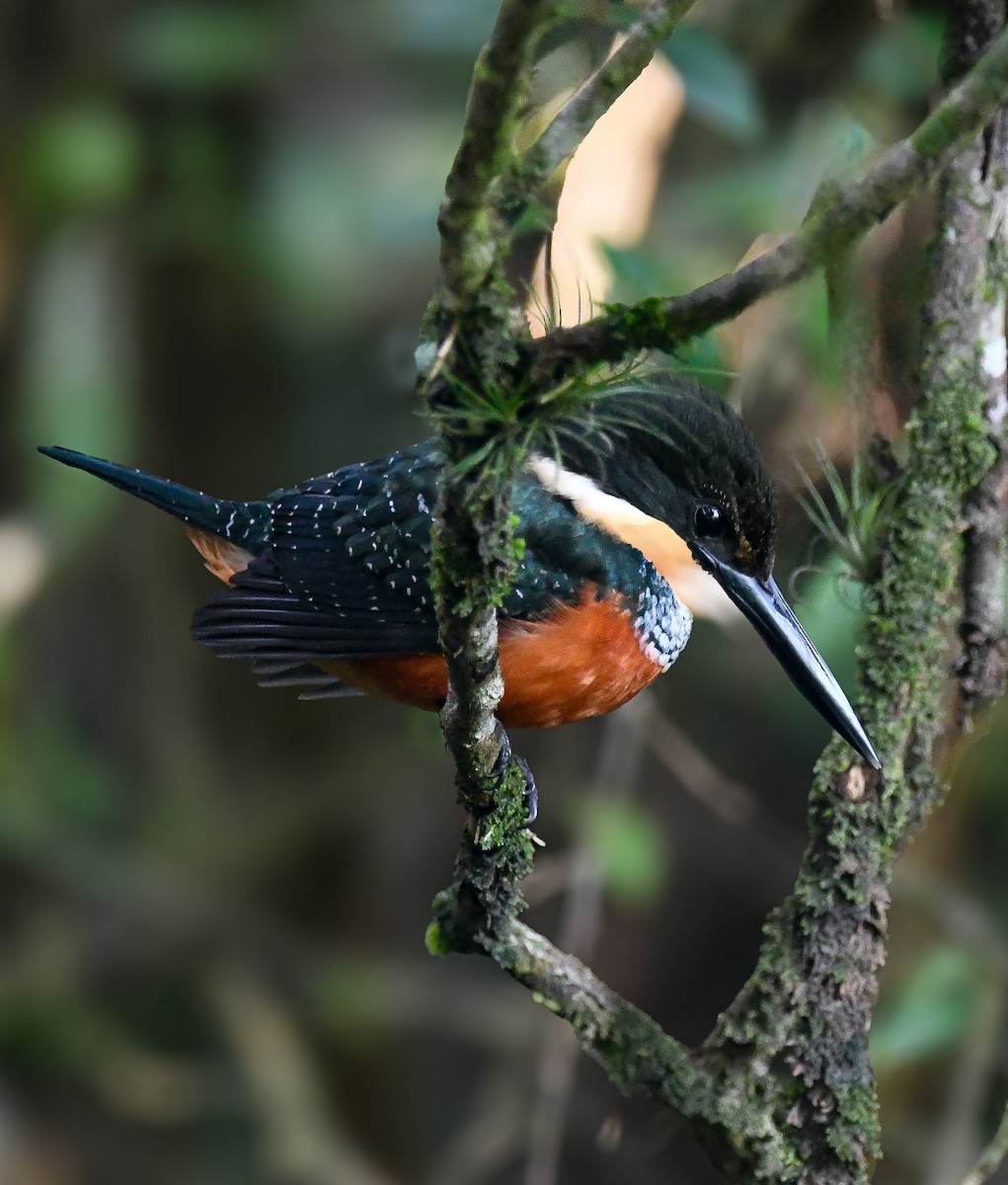 Green-and-rufous Kingfisher - ML643677026