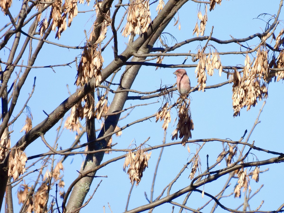 Purple Finch - ML643677038