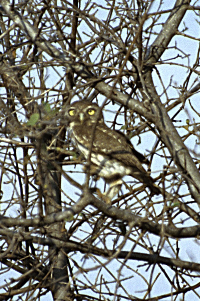 Pearl-spotted Owlet - ML643677039