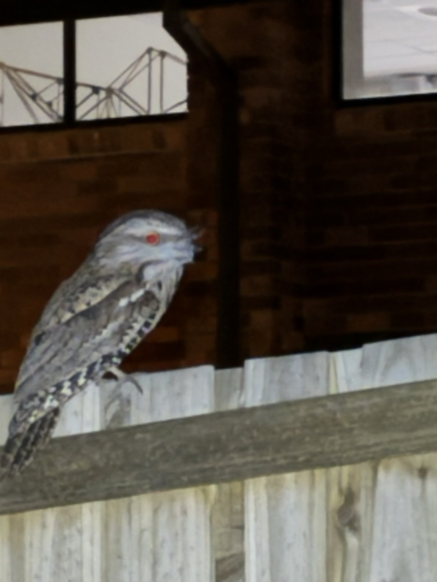 Tawny Frogmouth - ML643677057