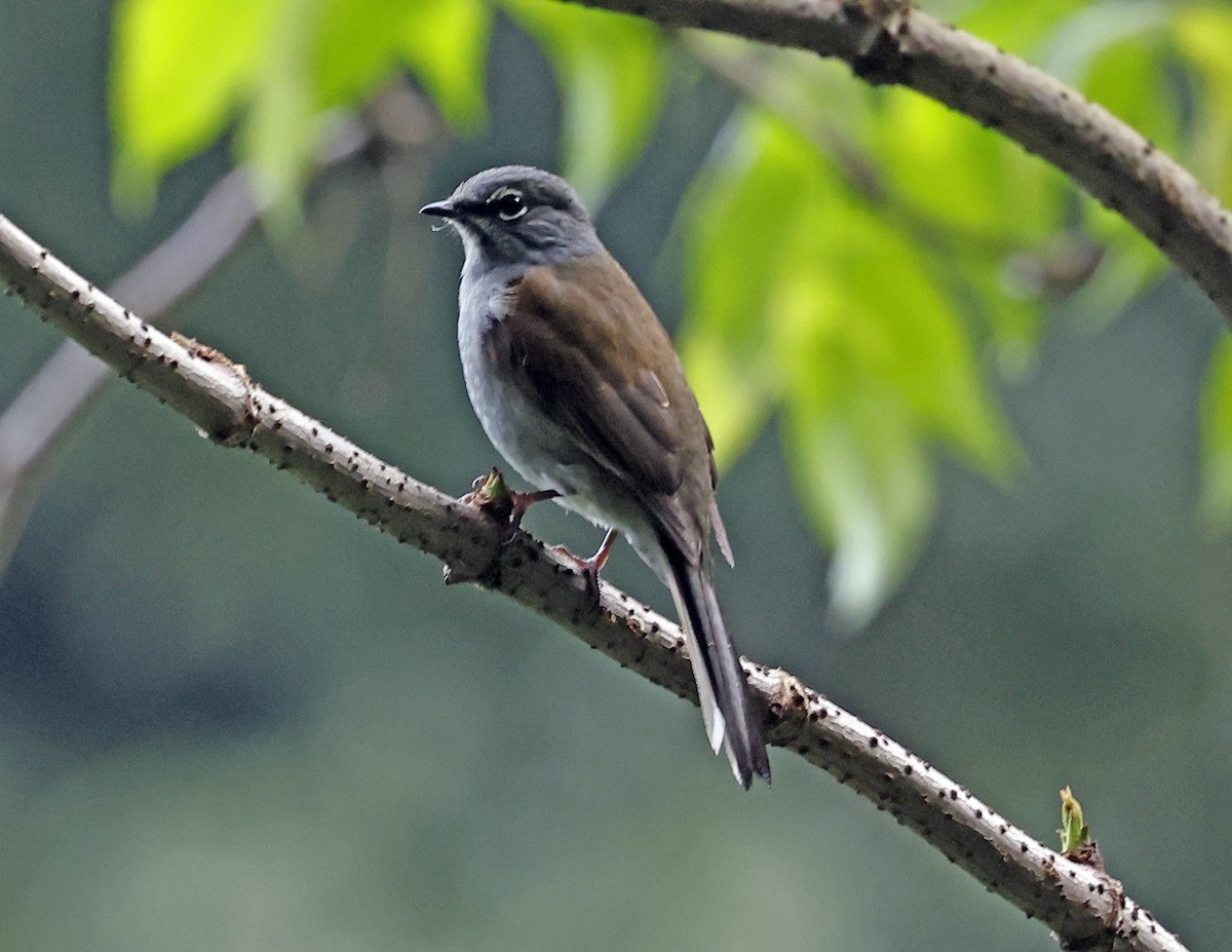 Brown-backed Solitaire - ML643677075