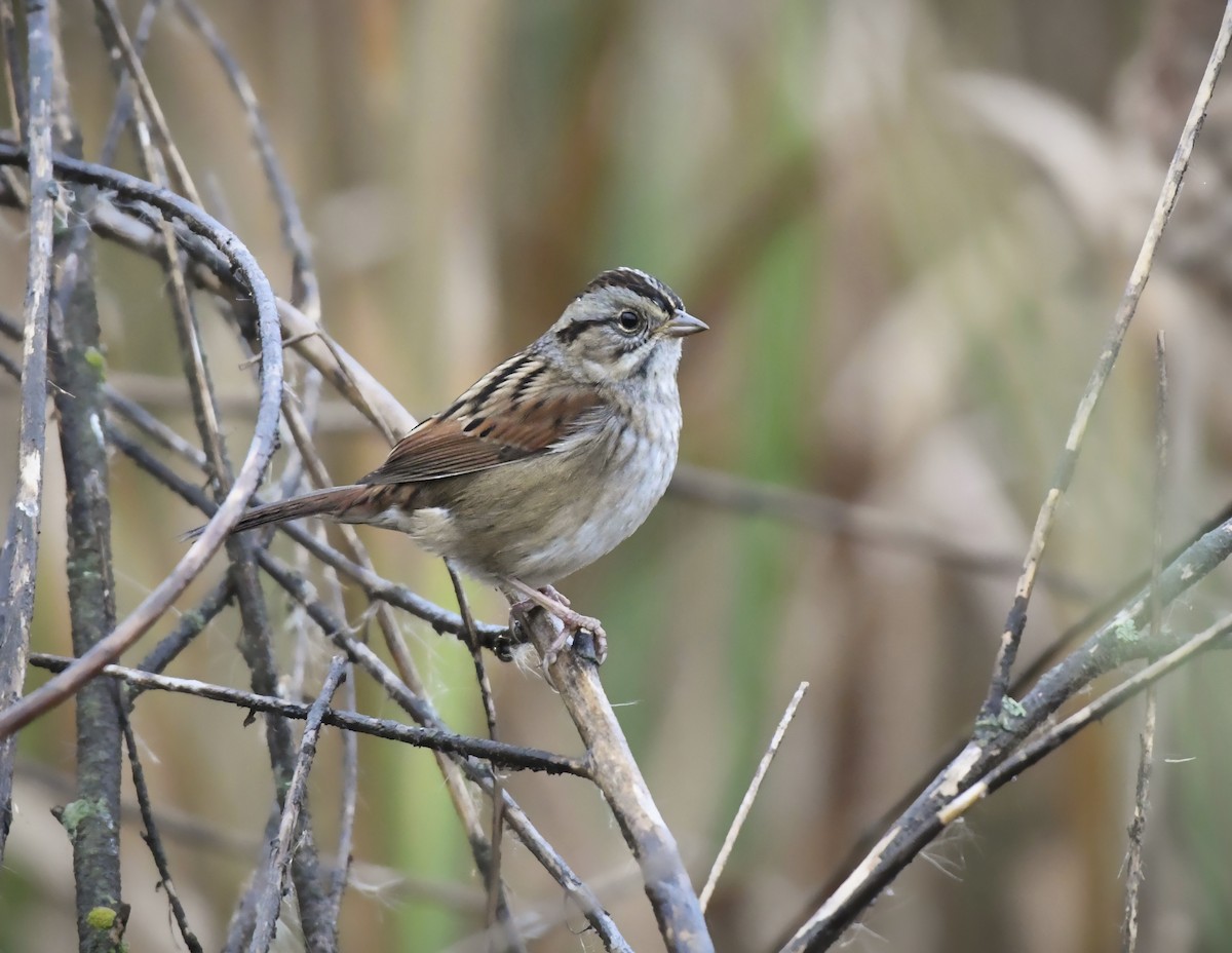 Swamp Sparrow - ML643677076