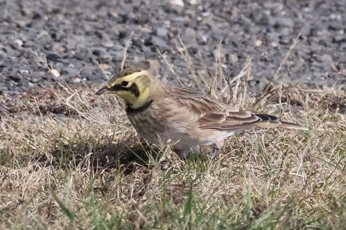 ハマヒバリ - ML643677077